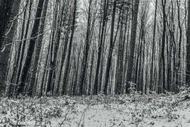 Kış Ormanı 'nın siyah beyaz fotoğrafı