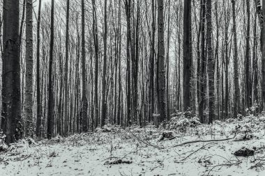 Karla kaplı ağaçlarla kaplı kış ormanı