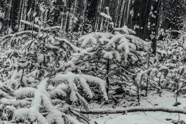 Kışın karla kaplı orman