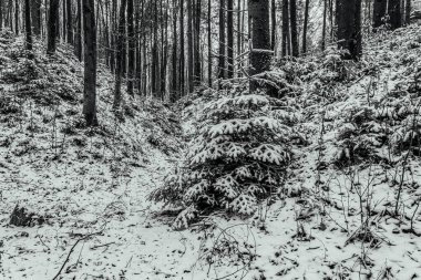 Kışın karla kaplı orman