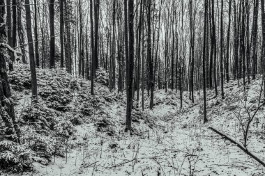 Kış ormanının siyah ve beyaz görüntüsü.