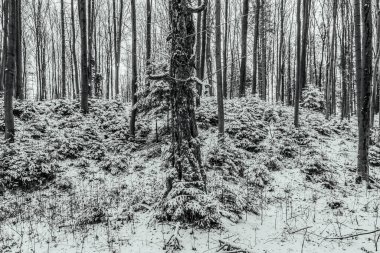 Kışın orman. siyah ve beyaz