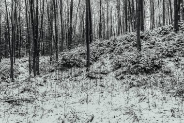 Kışın orman. siyah ve beyaz