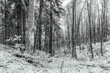 Güzel kış ormanı karla kaplı ağaçlarla