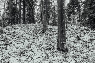 Karla kaplı ağaçlarla kaplı kış manzarası