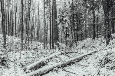 Kış ormanında kar yağar