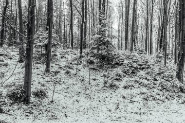 Uzun ağaçlar ve karla kaplı kış ormanı manzarası. Almanya 'da Ocak ayındaki soğuk bir gün