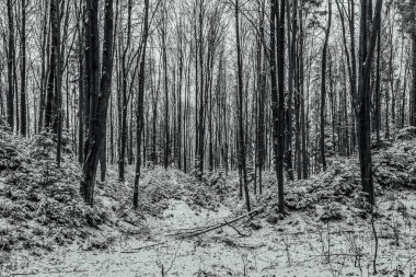 Arka planda karla kaplı ağaçlarla kaplı kış ormanı
