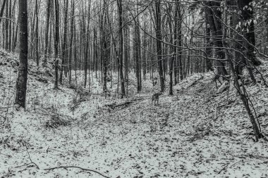 Ağaçlı güzel kış manzarası