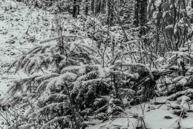 Dağlardaki ormandaki kış karları ağaçları kapladı.