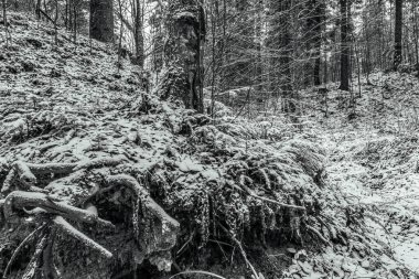Eski ormanın kış manzarası