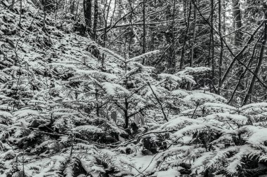 Ormanda çam ağaçları olan güzel karlı bir manzara..