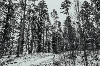 Doğanın güzel manzarası