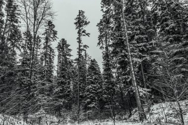Kış ormanının güzel manzarası