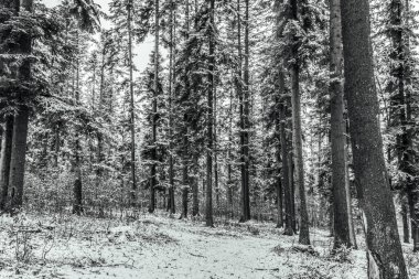 Karla kaplı kış manzarası - çam ağaçları