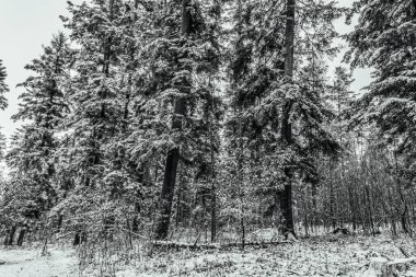 Ormandaki parlak alplerdeki güzel kış manzarası..