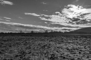 Kışın ağaçlar ve bulutlu gökyüzü ile bir tarlanın gri tonlu görüntüsü.