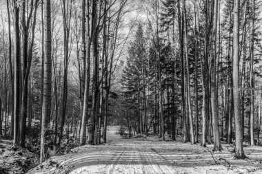 Siyah - Çam ağaçlı beyaz ve siyah yol