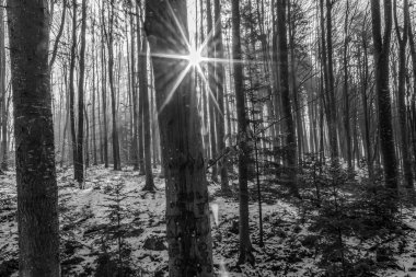 Dağlardaki güzel orman