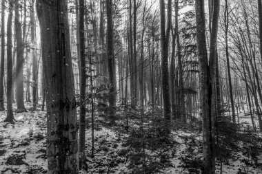 Ormandaki bir ağacın siyah beyaz fotoğrafı.