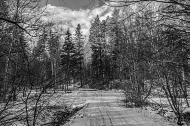 Karlı ve ağaçlı kış ormanı