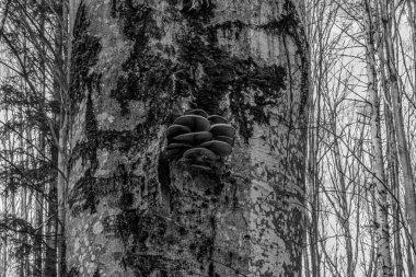 Ağaç siyah yosun ile kaplıdır.