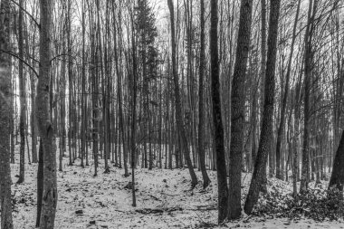 Ormanın kış manzarası.