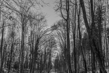 Bir yolun siyah beyaz fotoğrafı