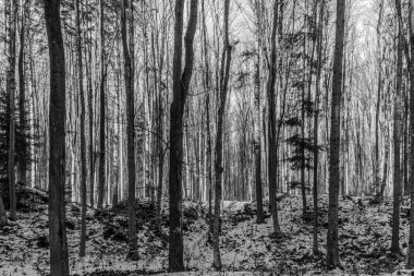 Dağlardaki siyah beyaz orman