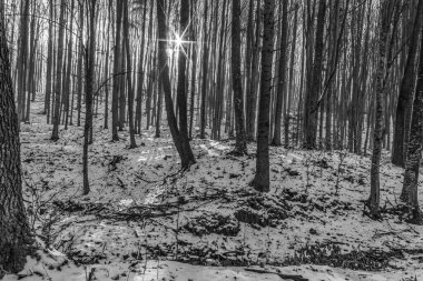 Ormandaki kış manzarası, ağaçlar ve karla kaplı zemin, siyah ve beyaz