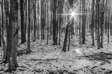 Ormanın siyah beyaz fotoğrafı.