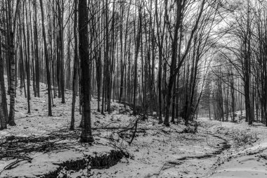 Kar ve ağaçların arasındaki kış ormanı