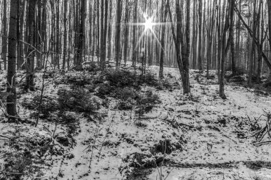 Kış Ormanı 'nın siyah beyaz fotoğrafı