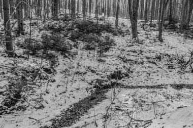 kar- kaplanmış orman ve ağaçlar.