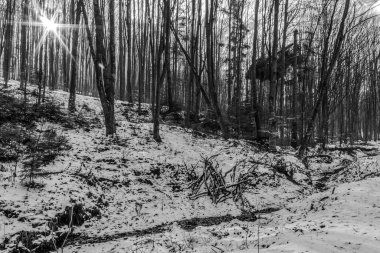 Ormanın güzel manzarası