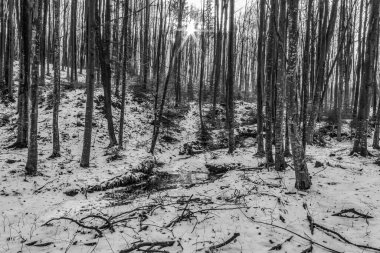 Karda kış ormanı. Kış manzarası.