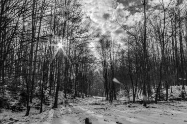 Kış ormanı, karla kaplı ağaçlar ve ormanda güneş.