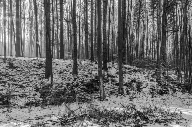 Güzel karlı kış manzarası. siyah ve beyaz fotoğrafçılık