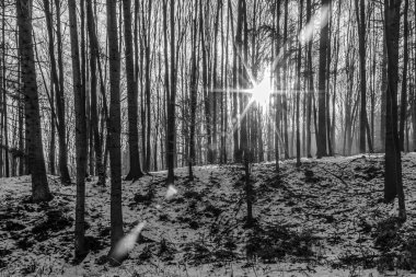 Ormanın güzel manzarası