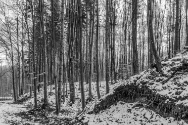 Karda bir ağaç olan güzel bir manzara