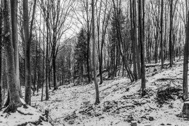 Kış orman karla kaplı