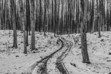 Karla kaplı ağaçlarla kaplı kış manzarası