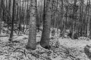 Ormandaki bir ağacın siyah beyaz fotoğrafı.
