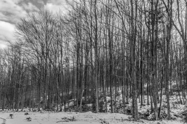 Karlı ve ağaçlı güzel bir manzara.