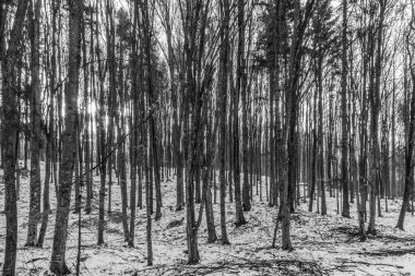Kara ormandaki yaşlı bir ağacın dikey görüntüsü.