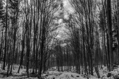 Ormanın siyah beyaz fotoğrafı.