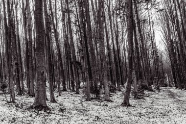 Karlı kış ormanı