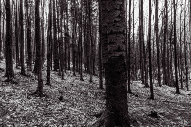 Ormandaki bir ağacın siyah beyaz fotoğrafı.