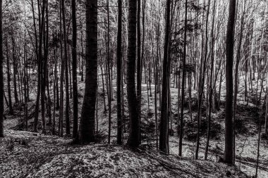 Ormandaki çam ağaçlarının siyah beyaz fotoğrafı