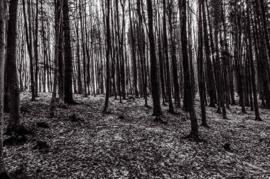 Karanlık orman ve ağaçlar.